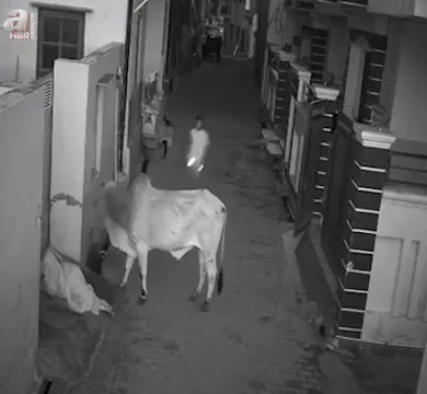 Saksağan kuşunun gazabına uğradı! Ankara’da vatandaşlar anbean görüntüledi 🐕🆚🐦