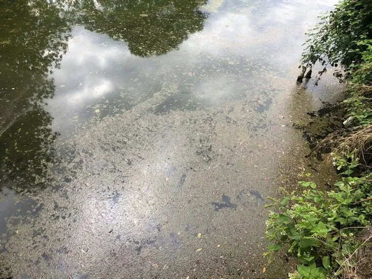 İstanbul'daki Yıldız Parkı'nda büyük rezalet! Hepsi tek tek ölüyor