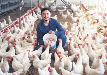 Mühendisliği bırakıp tavuk çiftliği kurdu