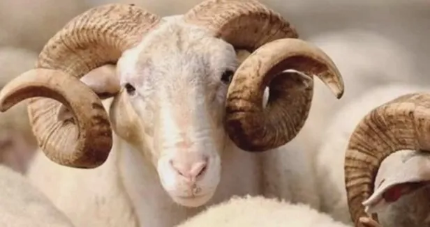 2021 Kurbanlık fiyatları ne kadar? Küçükbaş ve büyükbaş fiyatları belli oldu mu?