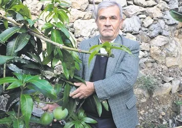 12 mango ağacından 45 bin TL