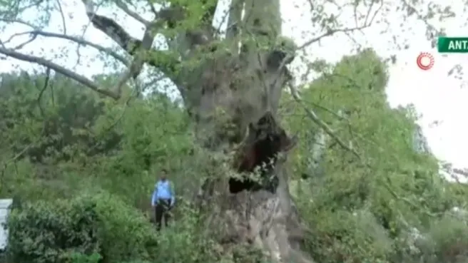 Antalya’nın 2 bin 700 yıllık çınarı! Dünyanın en eski çınar ağacı