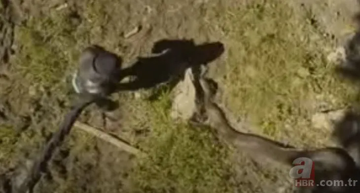 Dev anakonda yılanı belgeselciyi canlı canlı yuttu! Arkadaşları böyle görüntüledi...