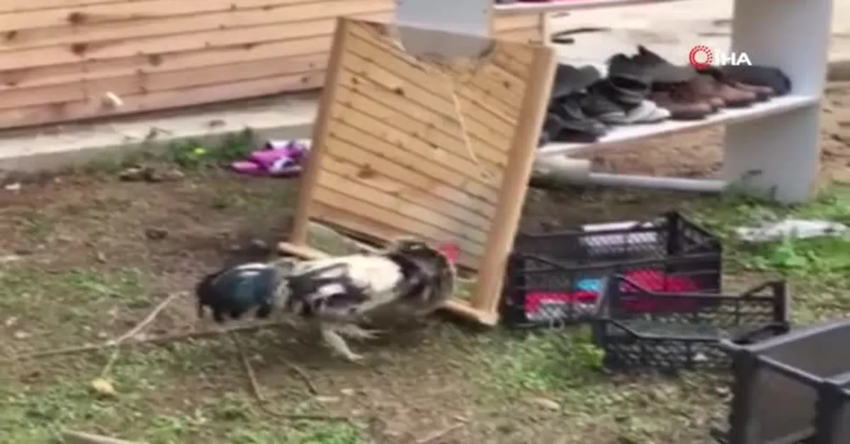 Son dakika: Görünce saldırıya geçti! Horozun aynayla imtihanı böyle görüntülendi |Video