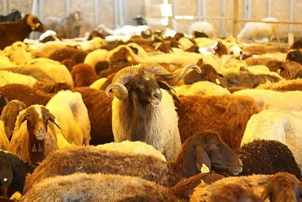 Kurbanlık güncel il il fiyatları 2022: Kurbanlık fiyatları ne zaman açıklanacak? Küçükbaş ve büyükbaş fiyatları...