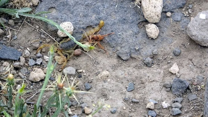 Van'da bir mahalleyi istila ettiler! İncelemeye gelen ekipler şaşkına döndü!