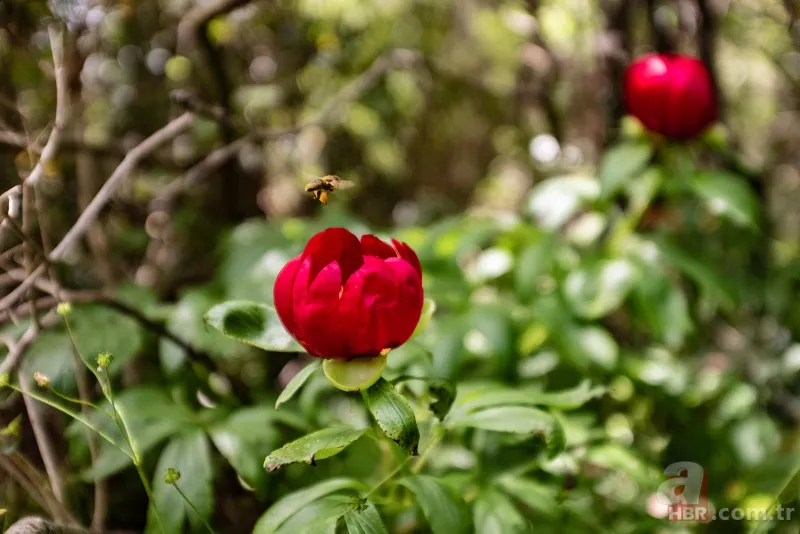 İstanbul'da çok nadir görülüyor! Bu çiçek koparanın elini yakıyor! İşte cezası... 5