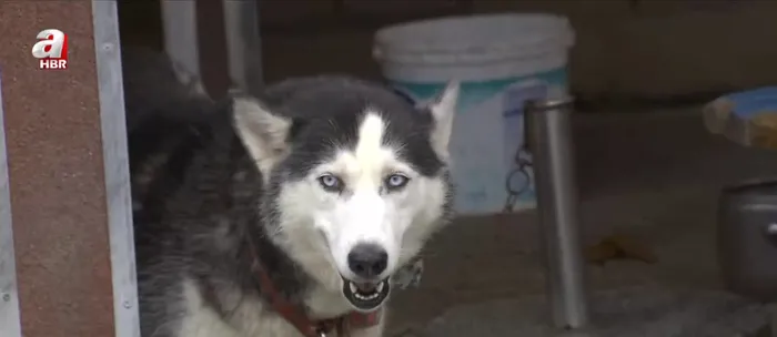 Osmanlı’da hayvan hakları devlet güvencesindeydi! Gazeteci / Yazar Sadık Albayrak anlattı