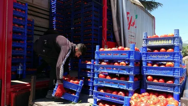 1689663066894.jpeg Bu köyde işsizlik derdi yok! Çevre köy ve illerden işçi kiralanıyor! Bu yıl beklenti 15 bin ton... - 2