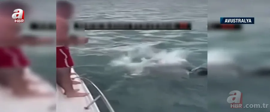 Katil balinaların üzerine balıklama atladı! Bedelini ağır ödedi 6