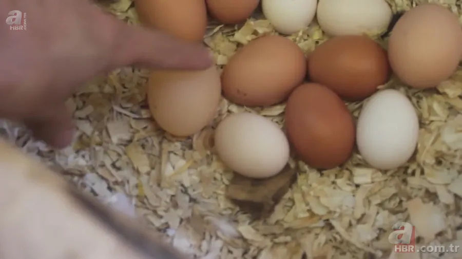 Tavuk kümesine girince gözlerine inanamadı 🥚 Günlük yumurtalarının üstünde adı ve soyadının baş harflerini gördü 🐔 16