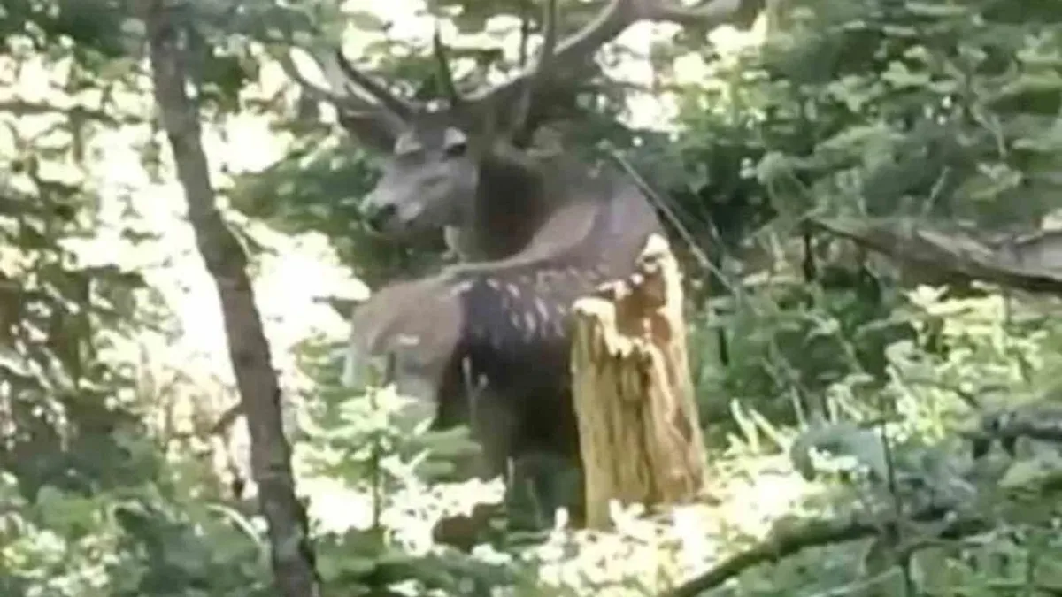 Kastamonu'da benekli kızıl geyik görüntülendi