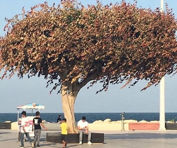 Mersin'deki Özgecan Aslan Barış Meydanı'ndaki ağacın nasıl zehirlendiği ortaya çıktı! CHP kumpasına fondaş çanak tuttu