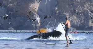 Kambur balinaya yem oluyorlardı!