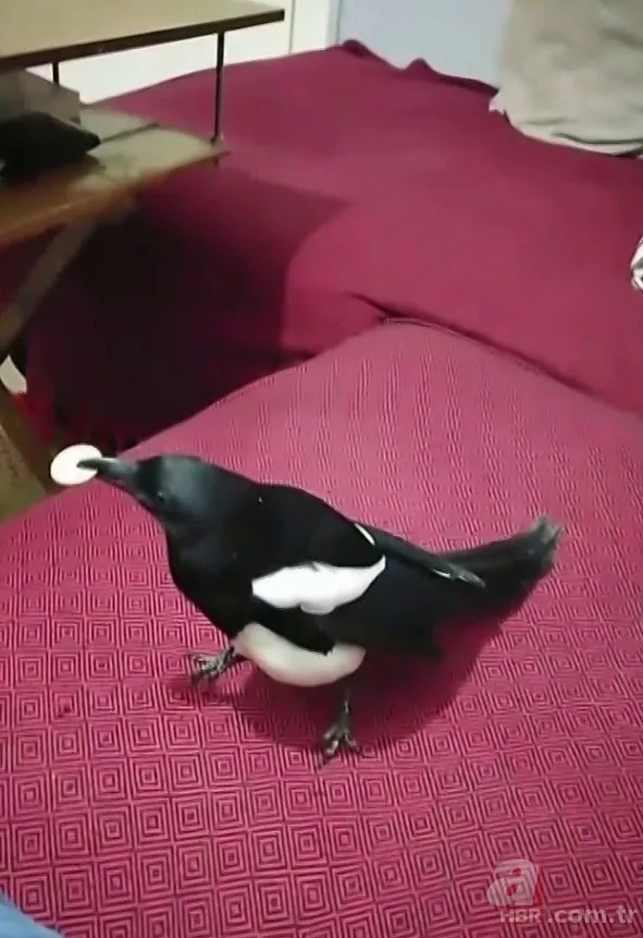 Papağan gibi konuşan karga sosyal medyada gündem oldu | İşte video görüntüler 2