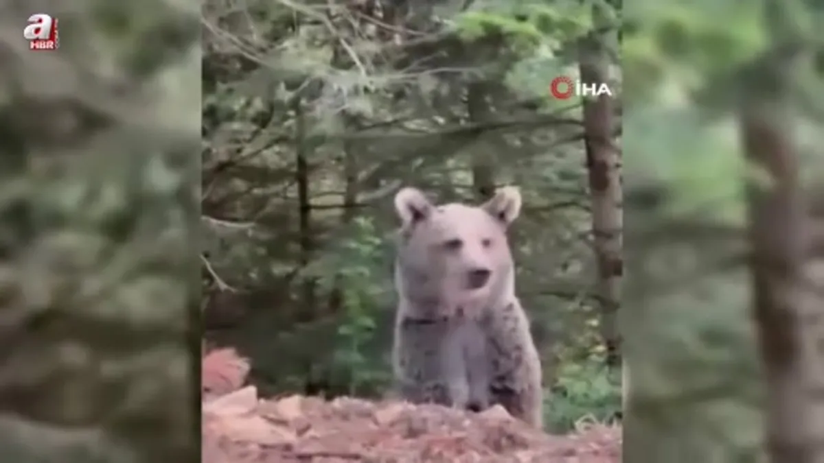 Ayıyla sohbeti gülümsetti