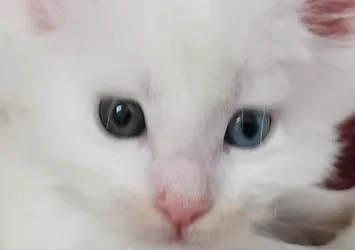 Norveç orman cinsi kedi! Ankara'da bulundu