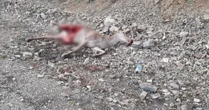 Otomobilin çarptığı geyiğin yarısını kurtlar yedi