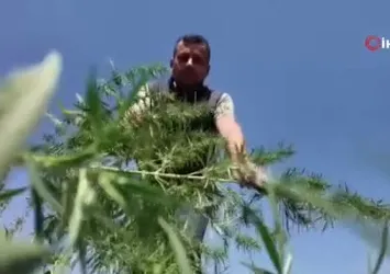 Babaeski’de 2 milyon kök kenevir imha edildi