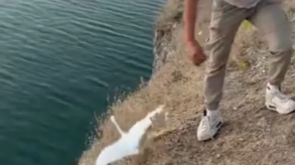 Balık yerine martı oltaya takıldı