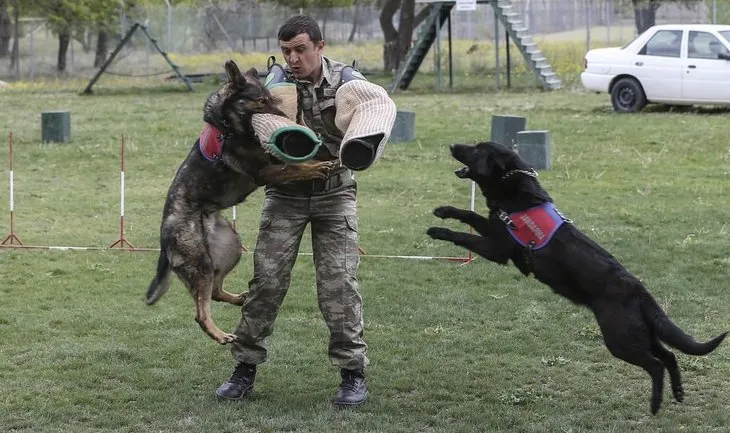 Jandarmanın köpeklerine doğumdan itibaren özel eğitim