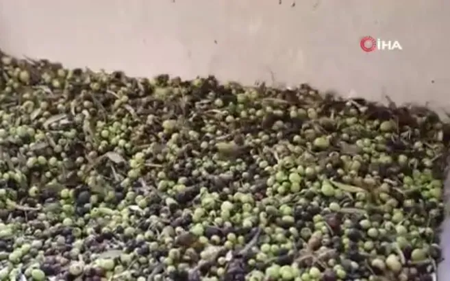 Adana’da zeytinin yağ yolculuğu