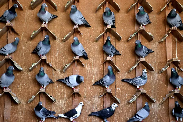 yeni-rota-belirleniyor-hedef-avrupa-1674728574187.jpg Yeni rota belirleniyor: Hedef Avrupa - 4