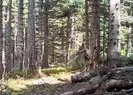 Yaban hayvanları fotokapanla görüntülendi