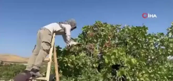 Yeşil altında yüksek rekolte, düşük fiyat