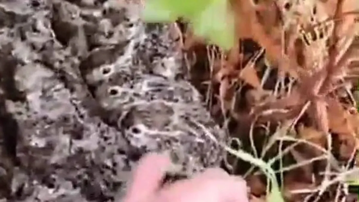 Hayvanlarını otlatan çoban, gördüğü yeni doğan tavşan yavrularını korumaya aldı