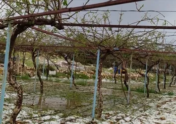 Mersin'de dolu ürünlere zarar verdi