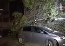 3 otomobilin üzerine ağaç devrildi