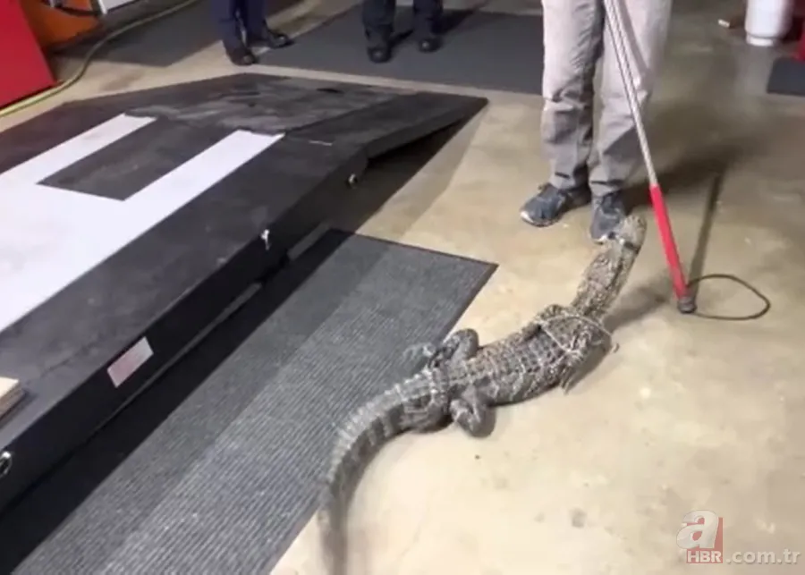 Herkes uyurken köpek kapısından girdi! Ayağıyla ağzına basıp etkisiz hale getirdi 11