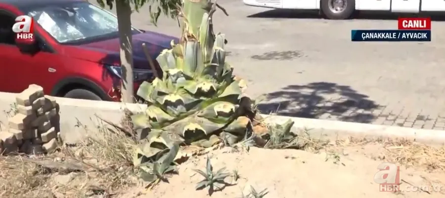 Agave Americana çiçeği Çanakkale Ayvacık'ta bulundu 10