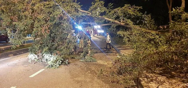Son dakika: Üsküdar'da yola ağaç devrildi