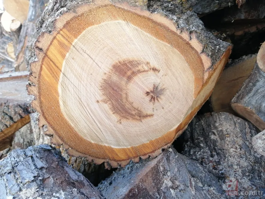 Yol yapımı sırasında bulundu! Milyonlarca yıllık… 12