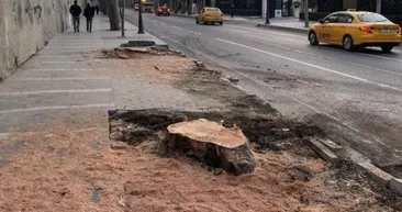 İstanbul’da dikilen ağaç sayısı azalıyor! Azalan yeşillik rakamlara yansıdı