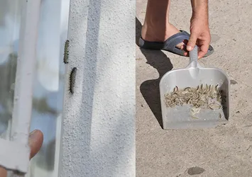 Tırtıl istilası