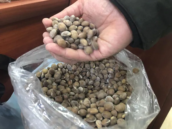 Siirt bıttımının fiyatı altınla yarışıyor - 2