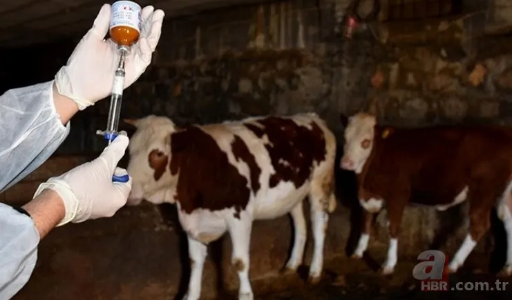 35 yılın ardından ilk kez görüldü! Yayılırsa "felaket" olacak | 2 ülke harekete geçti yasak geldi 5