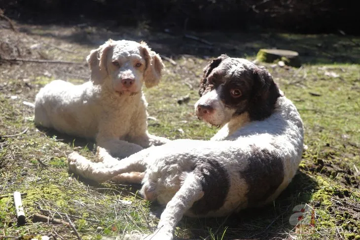 Dünyanın en pahalı mantarını özel eğitimli köpekler buluyor! Kilosu 1500 TL