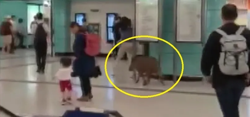 Çin'de metro istasyonuna giren yaban domuzu bir kadını yaraladı