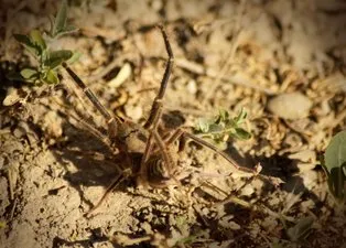 Ölümcül örümcek o ilimizde çıktı! ‘Sarıkız’ et ile besleniyor… 🕷