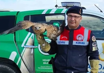 Yaralı Kızıl Şahin koruma altına alındı