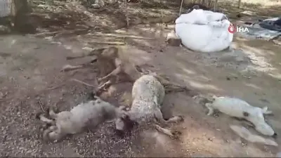 Hayatının şokunu yaşadı: Parçalarını buldum