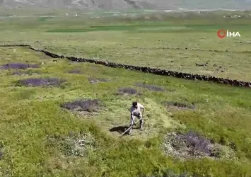 Iğdır’da çorak arazi ağaçlarla yeşeriyor