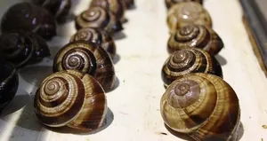 EURO 2016 Fransa’ya salyangoz ve kurbağa ihracatını artırdı