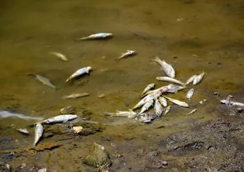 Karasu Nehri'nde korkutan balık ölümleri
