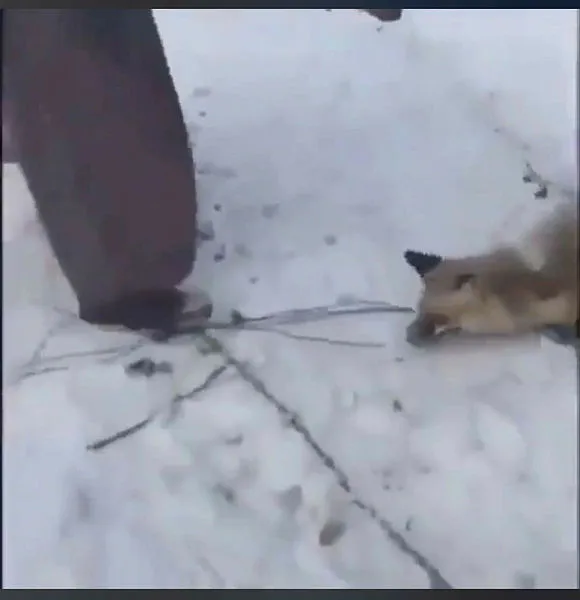 Ardahan Valiliği harekete geçti! Tilkiye yapılan eziyetin görüntüleri tepki çekti! - 2