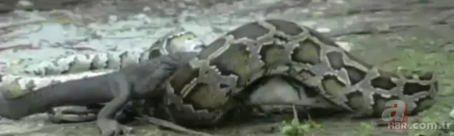 Dev piton timsahı yutmaya kalkıştı! Görenler inanamadı... 6